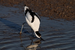 David Plant Photography - Wildlife Photography - Avocet - J